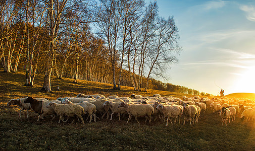 金色夕阳下的牧民、羊群和白桦林旅行高清图片素材
