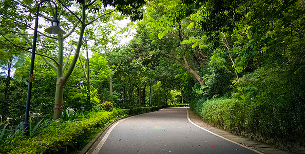 森林公路林中绿道背景