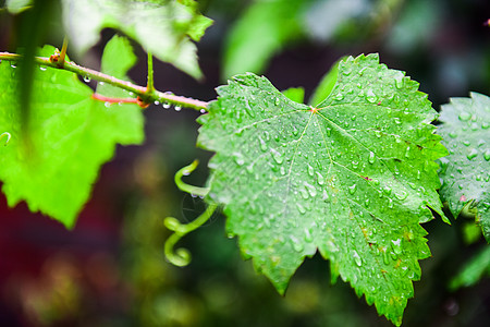 树木花草叶子上的雨珠背景