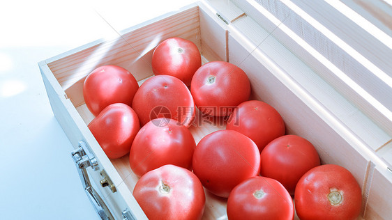 番茄的早晨图片