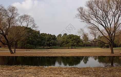 平行透视森林公园一景背景