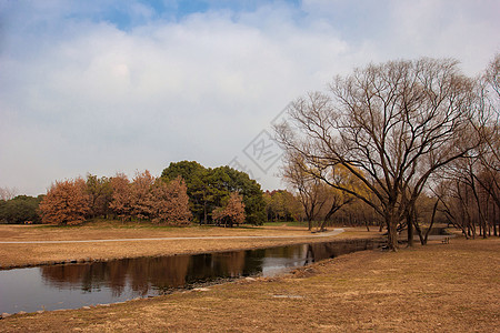 河边树秋天的森林公园背景