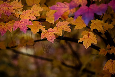 秋天彩色的枫叶图片图片