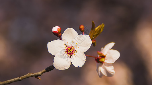 门源油菜花美丽的花背景