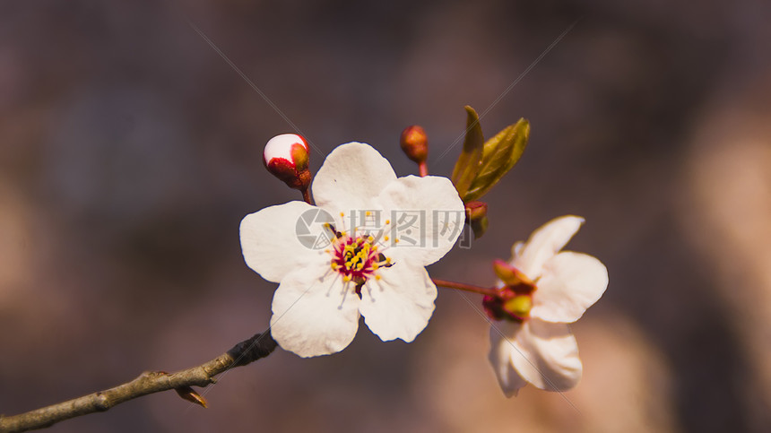 美丽的花图片