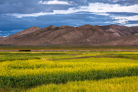 西藏高原上的田园风光秋高清图片素材