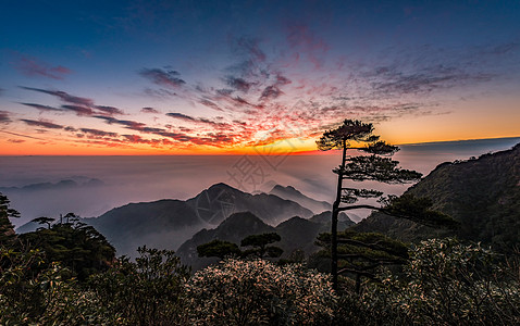 松树树林三清山日出云海自然美景背景