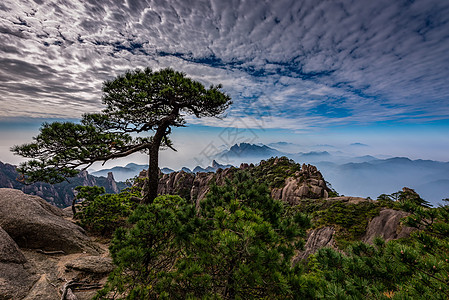 山顶上的树迎客青松背景