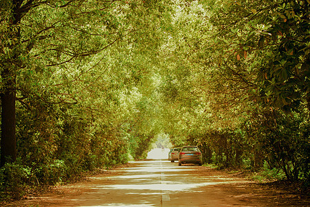 两旁树木的道路图片