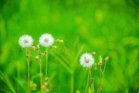 蒲公英青色植物高清图片