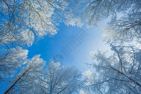 和雪阿尔山的雾凇和蓝天背景