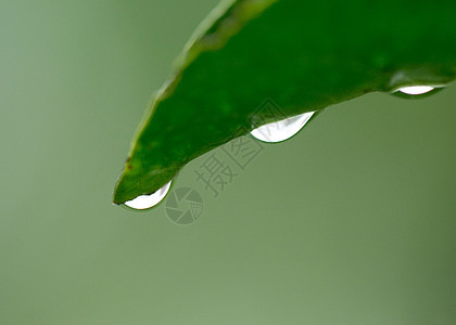 树叶上的雨珠图片