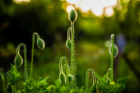 植物花卉草地花骨朵美图背景