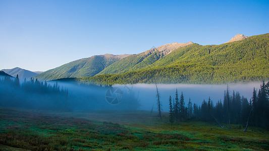 绿树林喀纳斯晨雾背景