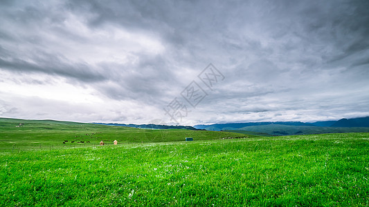路边野花新疆喀拉峻大草原背景