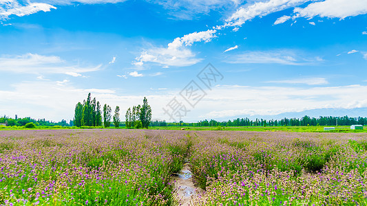 休闲农业新疆薰衣草背景