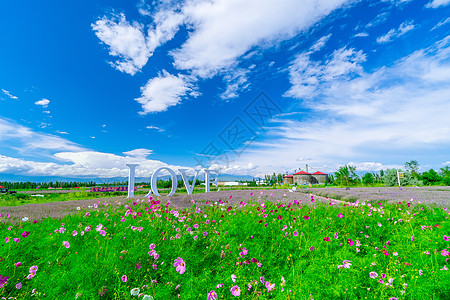 天空白云新疆花海 薰衣草背景