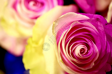 情人节桌面壁纸色彩缤纷玫瑰花背景