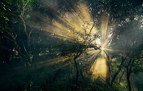 森林里一缕光芒背景图高清图片素材