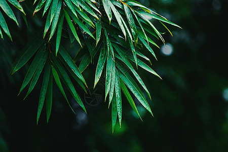 创意树雨后竹叶素材图片背景