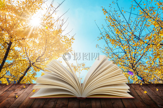 树林里木板上面朝阳光打开的书本