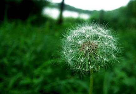 虎丘湿地公园之植物高清图片