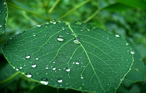 虎丘湿地公园之植物高清图片