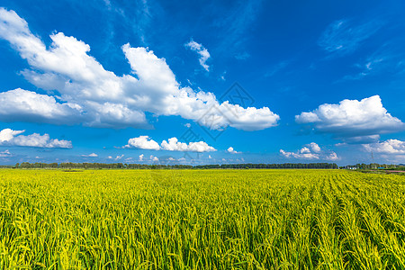 麦田丰收麦田背景