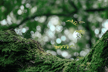 绿植苔藓迷彩纹理背景抽象地图高清图片