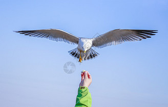 喂食飞翔的海鸥图片