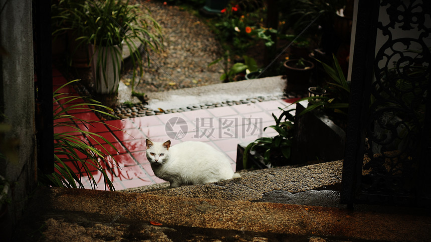 鼓浪屿的猫图片