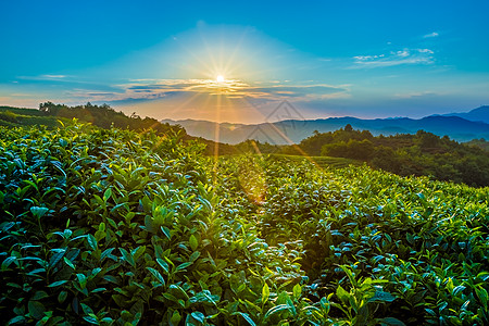 茶山日出树木蓝天高清图片