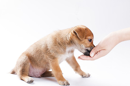 给小狗喂食幼犬撒狗粮高清图片