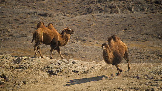 沙漠追逐的骆驼背景图片