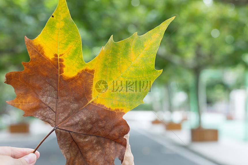 渐变枯黄的梧桐叶特写图片