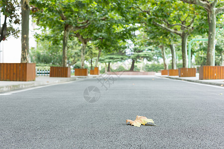 落在校园林荫道上的一片枯叶背景图片