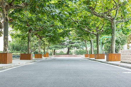 学校道路校园学校林荫道空景背景