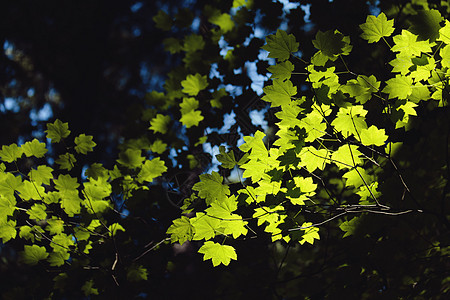 阳光穿过树叶图片