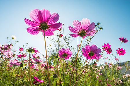 粉红色格桑花阳光下的花朵背景