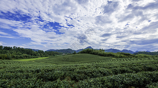 蓝天白云大气的茶山全景图背景