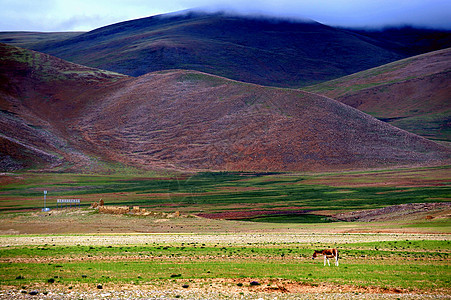 西藏阿里无人区藏野驴图片