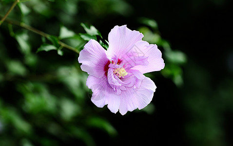 紫色花背景苹果树脂高清图片