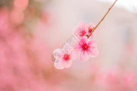 桃花朵朵开春高清图片素材