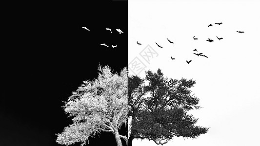 树梢上的鸟唯美黑白高清图片