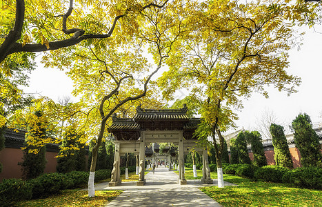 蓝天树叶杭州钱王祠背景