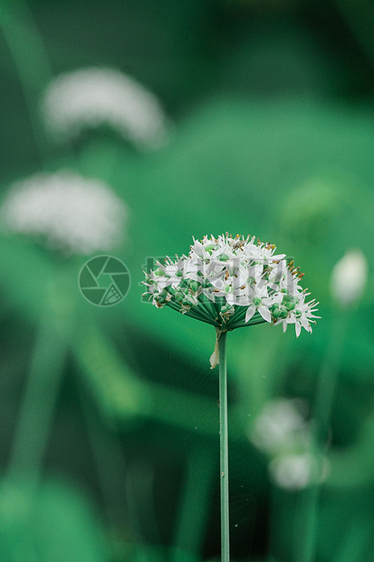 清新植物图片