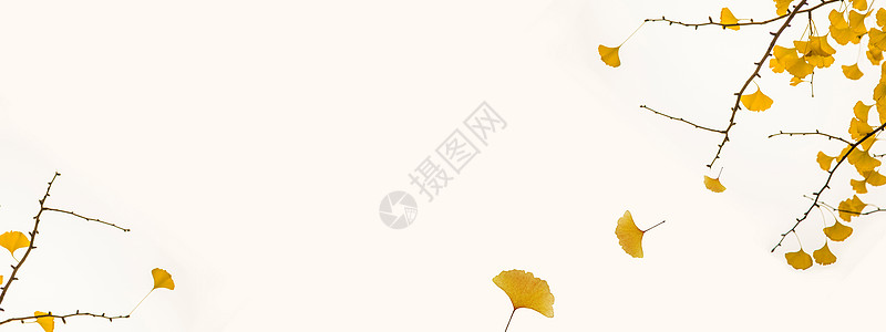 秋天的树枝黄色的银杏叶设计图片
