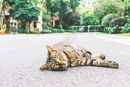 镜头下的猫咪图片