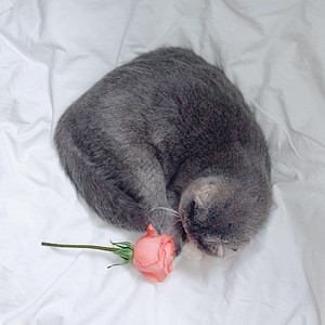 猫咪与玫瑰背景图片
