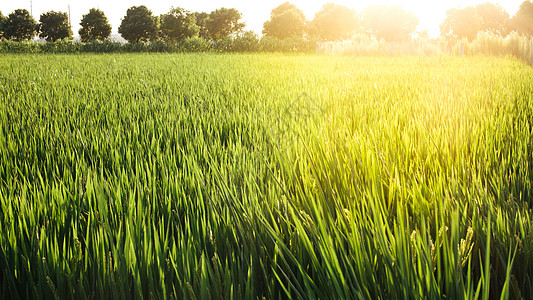 金色水稻夕阳下的田野背景